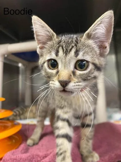 A baby small-sized female Domestic Short Hair cat named Boodie for adoption in Hobart, IN