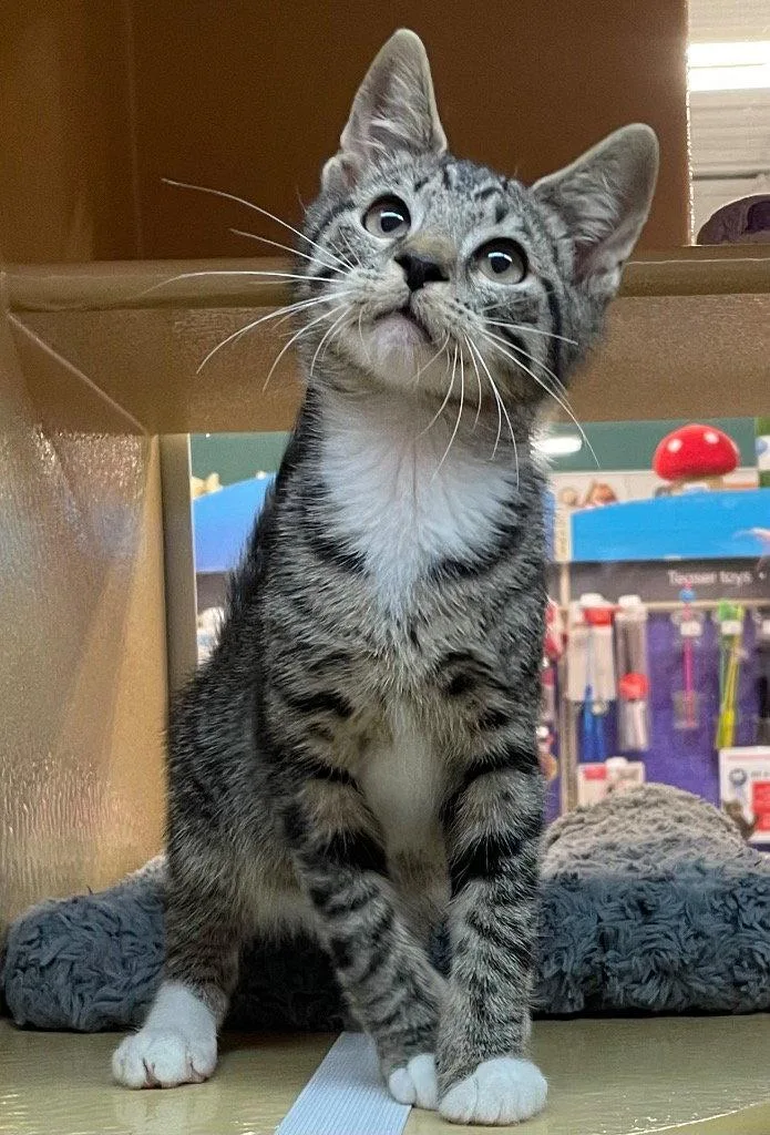 A young medium-sized male Tabby cat named Granger for adoption in Garner, NC