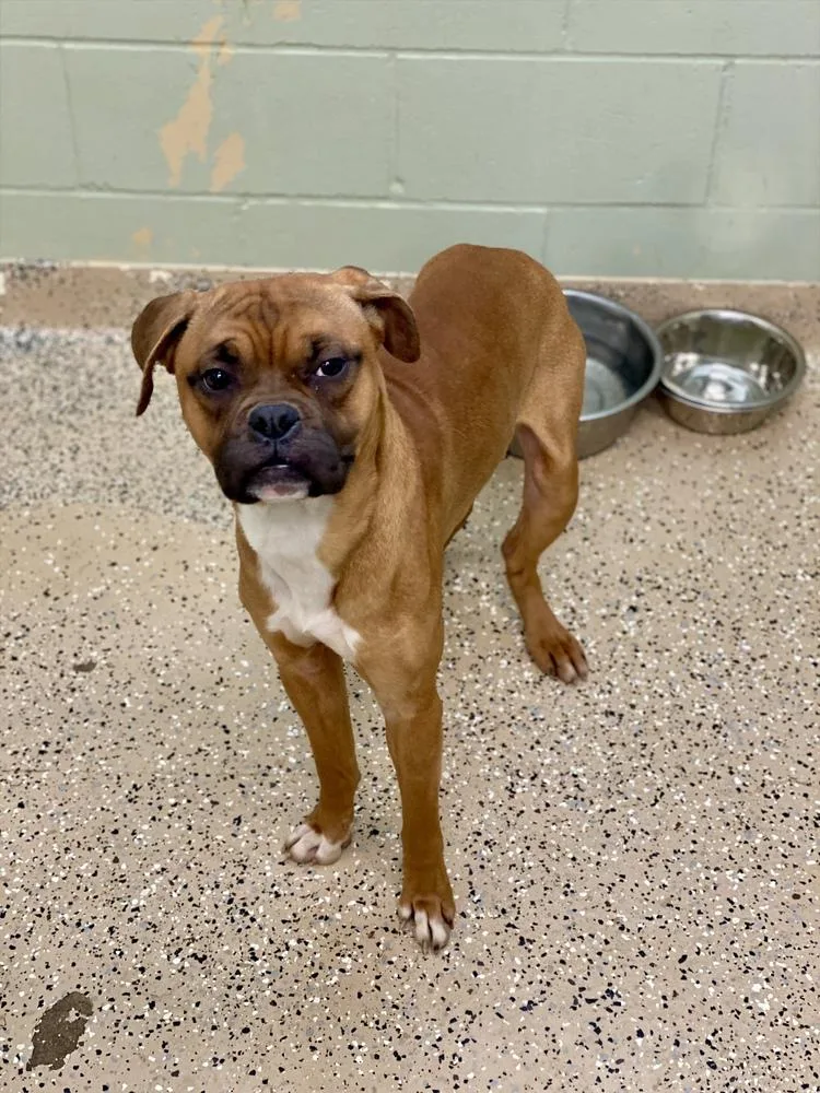 A young medium-sized male Yellow / Tan / Blond / Fawn Boxer dog named Ocean Spray for adoption in Hewitt, TX