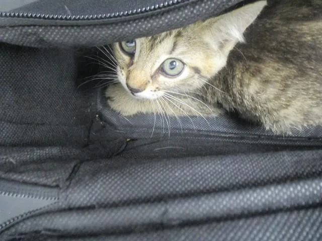 A baby small-sized female Domestic Short Hair cat named Hashbrown for adoption in Ocala, FL
