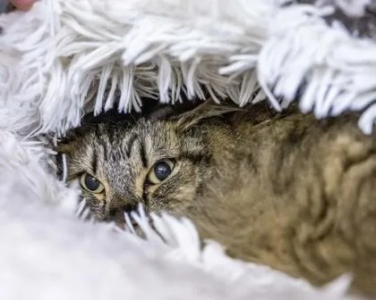 An adult medium-sized male Domestic Long Hair cat named Charlie for adoption in Camano Island, WA