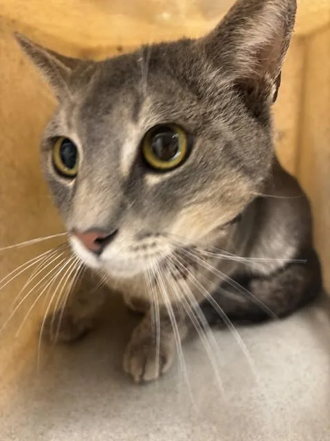 An adult large-sized male Domestic Short Hair cat named A for adoption in Lancaster, CA