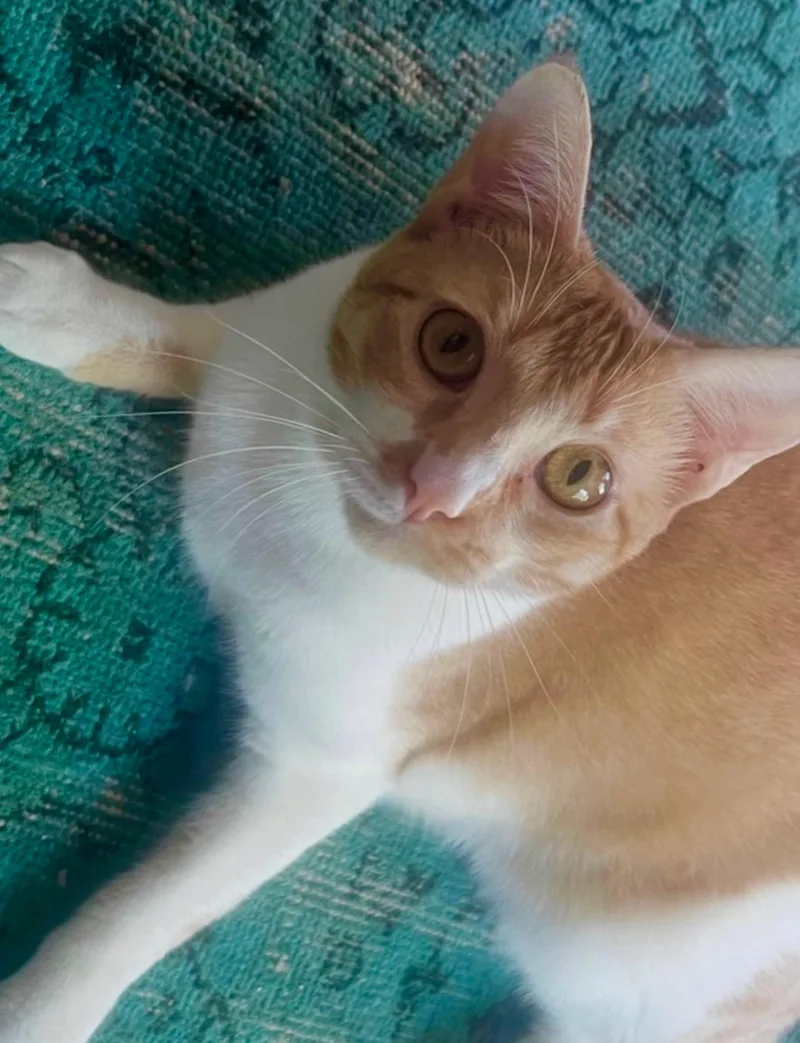 A young medium-sized female Buff & White Domestic Short Hair cat named Keats for adoption in Houston, TX