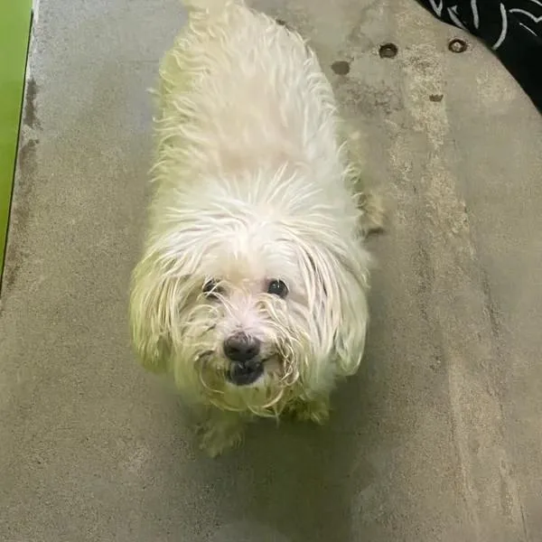 A senior small-sized male White / Cream Poodle dog named Duke for adoption in Spokane, WA