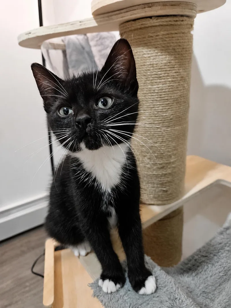 A baby small-sized female Black & White / Tuxedo Domestic Short Hair cat named Victoria & Savannah for adoption in Stamford, CT