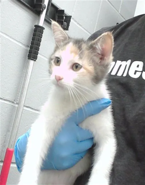 A baby small-sized female Domestic Short Hair cat named Zelda for adoption in Omaha, NE