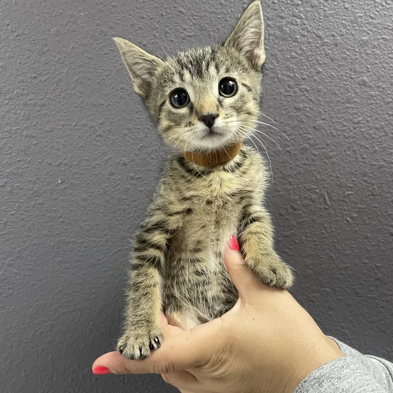 A baby medium-sized male Domestic Short Hair cat named Diet Root Beer for adoption in Henderson, NV