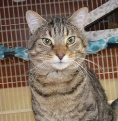 An adult medium-sized male Tabby (Brown / Chocolate) Domestic Short Hair cat named Abullah for adoption in Annapolis, MD