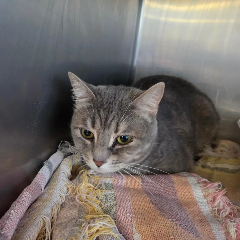 An adult large-sized female Gray / Blue / Silver Domestic Short Hair cat named Whimsy Lou for adoption in Spokane, WA