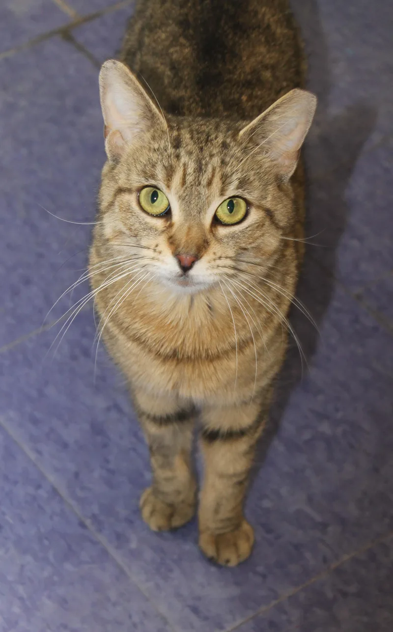 A young medium-sized female Tabby (Brown / Chocolate) Domestic Short Hair cat named Hyacinth for adoption in Harrison, NY