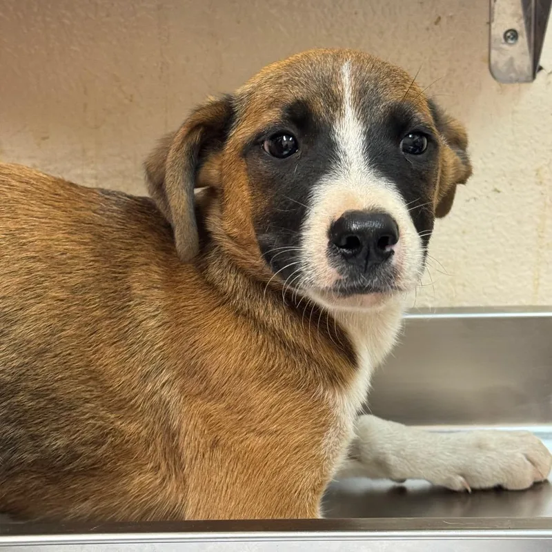 A baby small-sized female Labrador Retriever dog named Colletta for adoption in Birmingham, AL