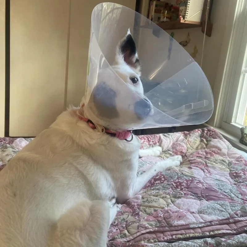 An adult medium-sized female White / Cream Mixed Breed dog named Meiku for adoption in Glenfield, NY