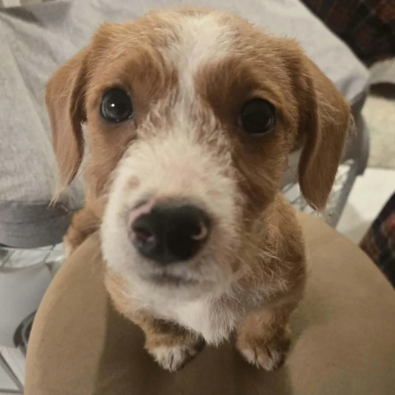 A baby medium-sized male Poodle dog named Guther for adoption in Hilton, NY