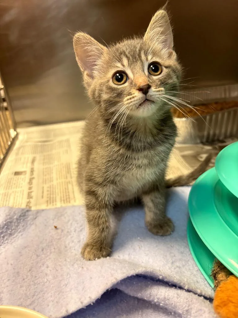 A baby small-sized female Domestic Short Hair cat named Kim for adoption in Detroit, MI