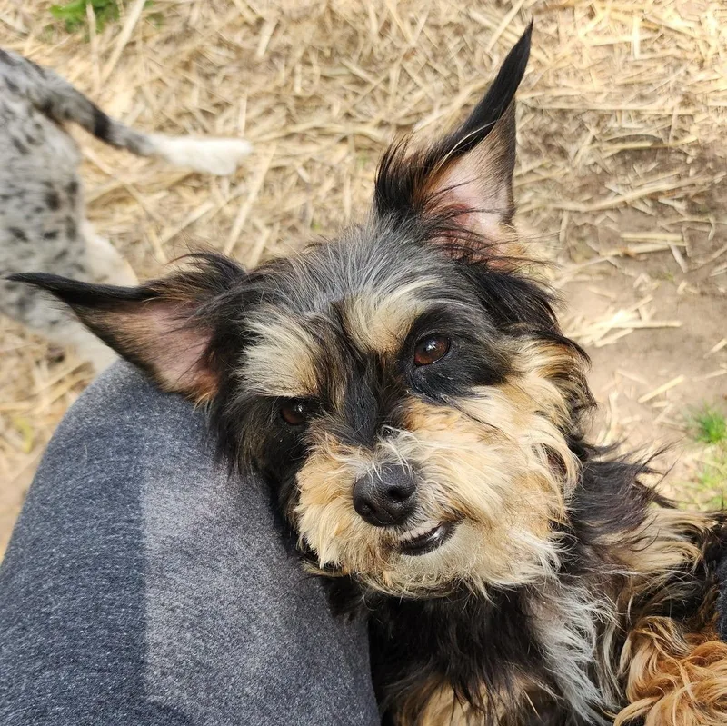 An adult small-sized female Mixed Breed dog named Emmy Matthews for adoption in Racine, WI
