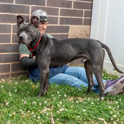 An adult medium-sized male Mixed Breed dog named Scottire for adoption in Chamblee, GA
