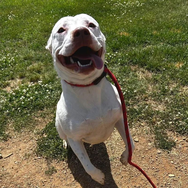 A young medium-sized male White / Cream American Staffordshire Terrier dog named Poncho for adoption in Greenville, SC