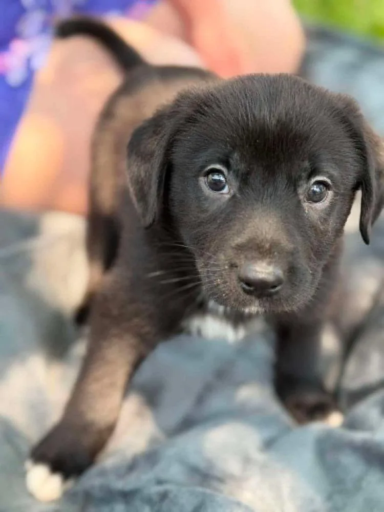 A baby medium-sized female Labrador Retriever dog named Emma  copy for adoption in Saugus, MA