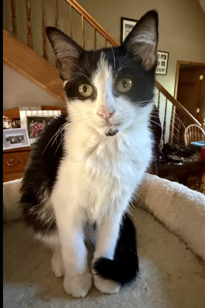 A young medium-sized female Tuxedo cat named Chinchin for adoption in Cincinnati, OH