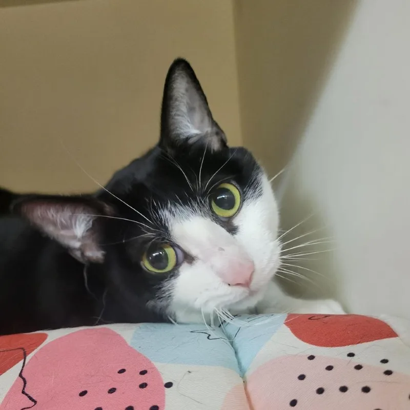 An adult medium-sized female Black Domestic Short Hair cat named Judy for adoption in Madison, WI