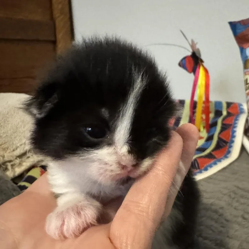 A baby small-sized female Black American Shorthair cat named Louise for adoption in Freeport, FL