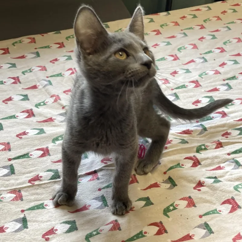 Thurgood thumbnail 3