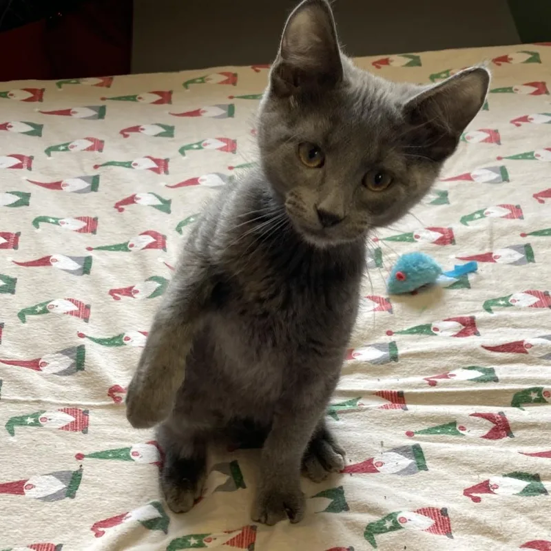 Thurgood thumbnail 4