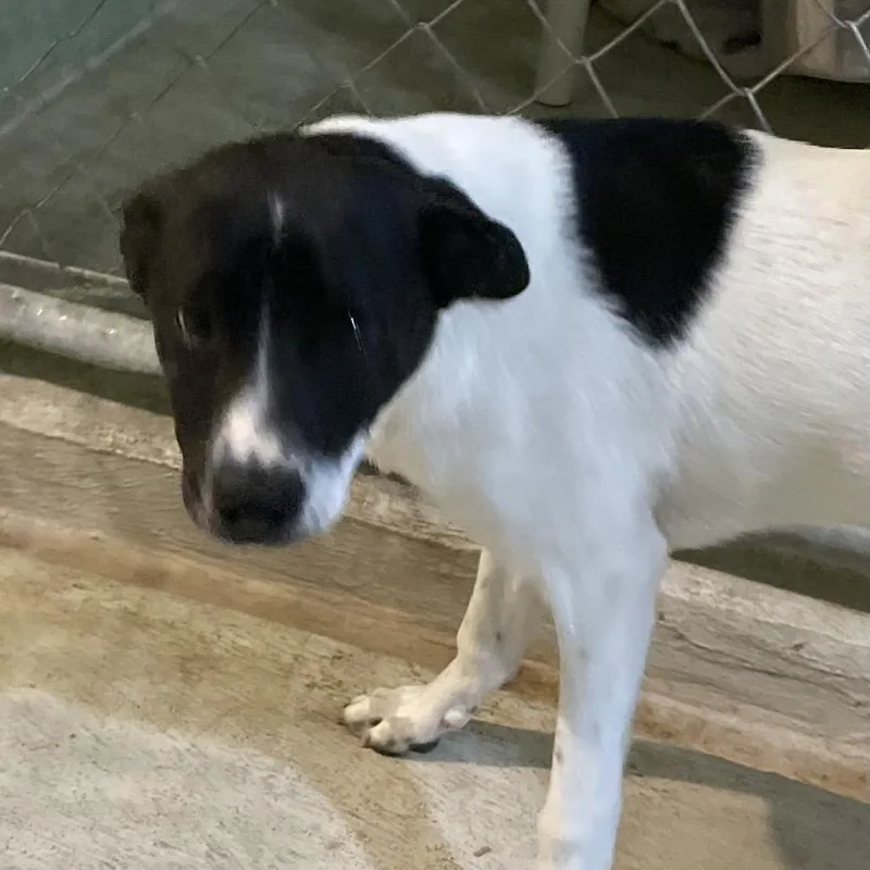 A baby medium-sized female White / Cream Border Collie dog named Lake for adoption in Mundelein, IL