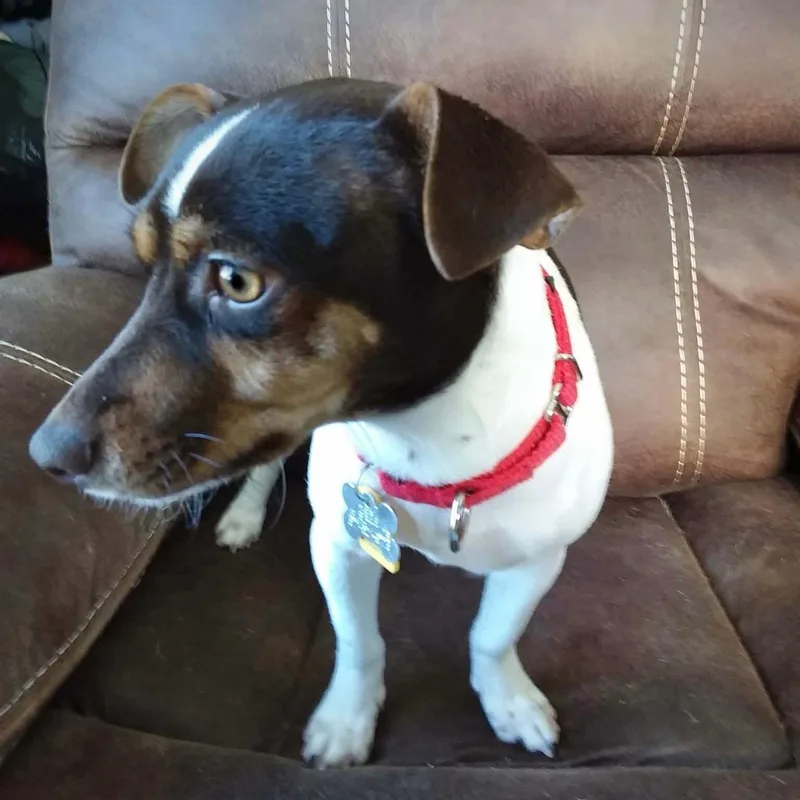 A young small-sized female Rat Terrier dog named Arietta for adoption in Atlanta, GA