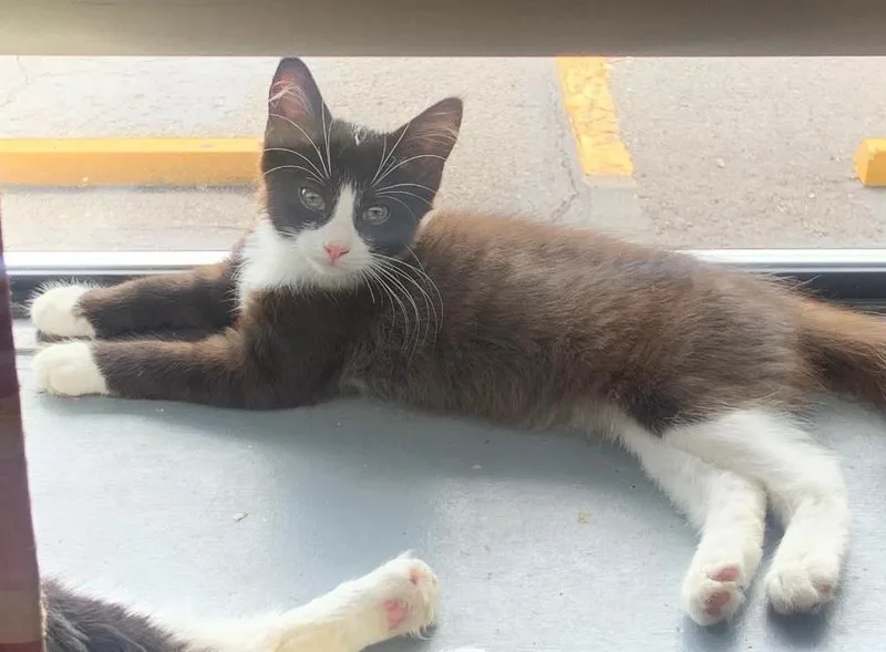 Penelope