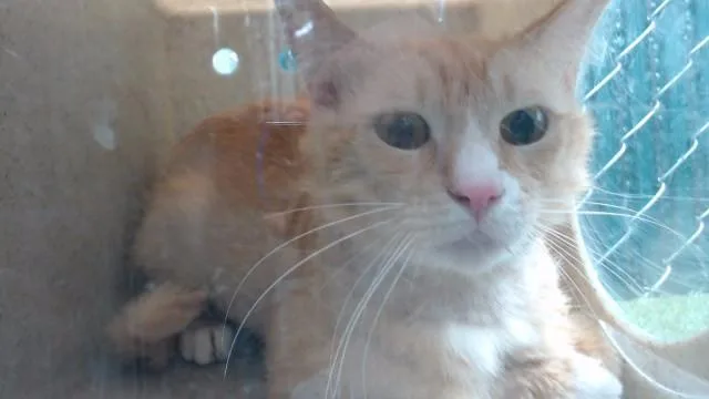 A young medium-sized male Domestic Short Hair cat named Chessy for adoption in Downey, CA