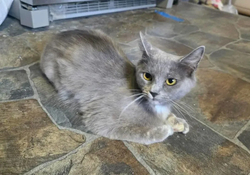 An adult medium-sized female Dilute Tortoiseshell Domestic Medium Hair cat named Emerald for adoption in Cosby, TN