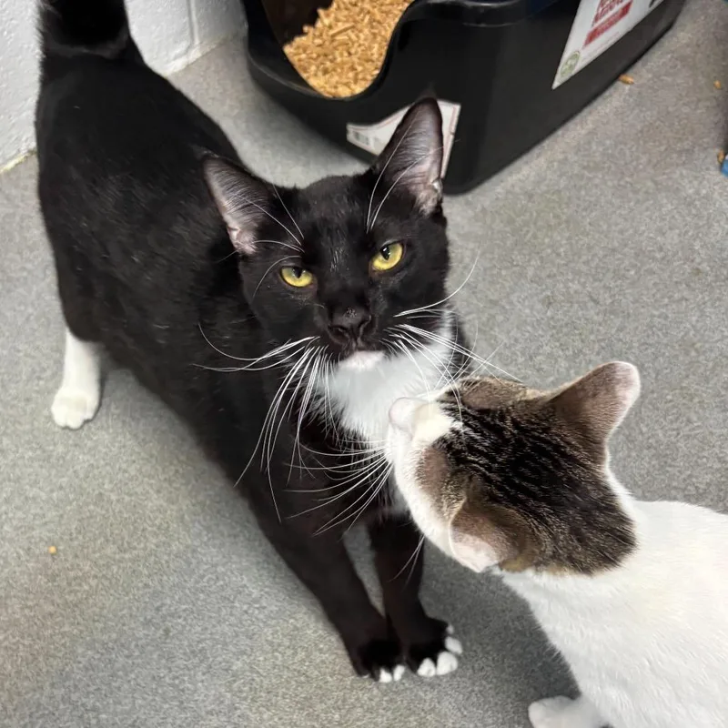 Dutch Oven thumbnail 2