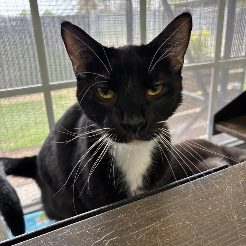 Dutch Oven thumbnail 3