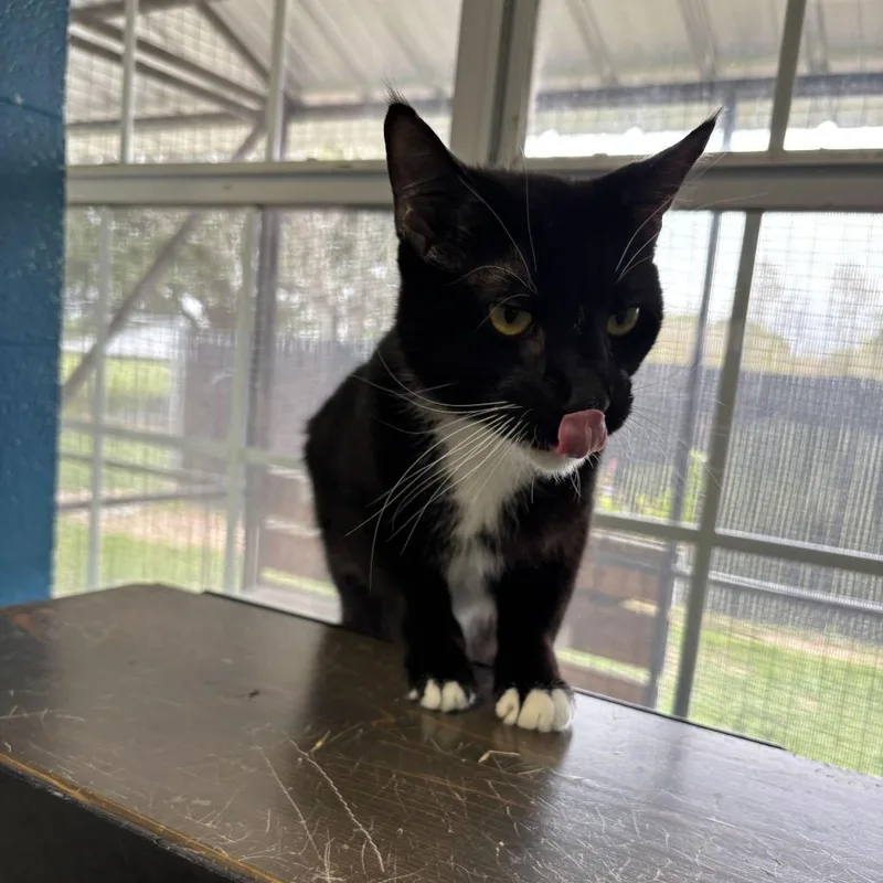 Dutch Oven thumbnail 4