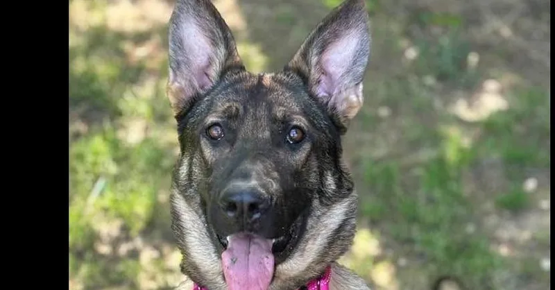 An adult large-sized female German Shepherd Dog dog named Artemis for adoption in Dacula, GA