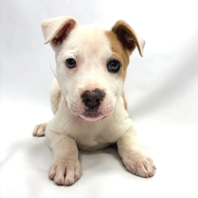 A baby medium-sized female White / Cream Pit Bull Terrier dog named Gaia for adoption in Parker, CO