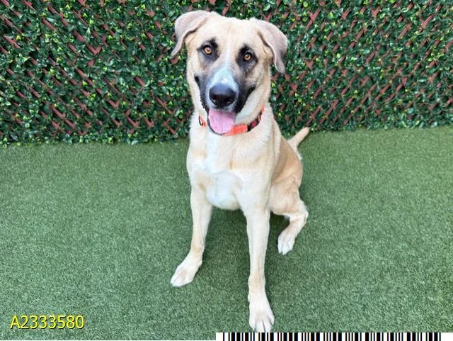 A young extra large-sized male Mixed Breed dog named Moose for adoption in West Palm Beach, FL