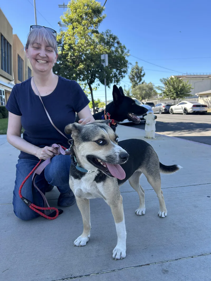 A young medium-sized female Tricolor (Brown, Black, & White) Beagle dog named Maggie for adoption in Burbank, CA