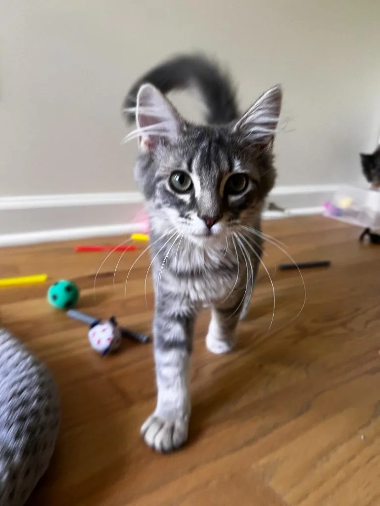 Maddie