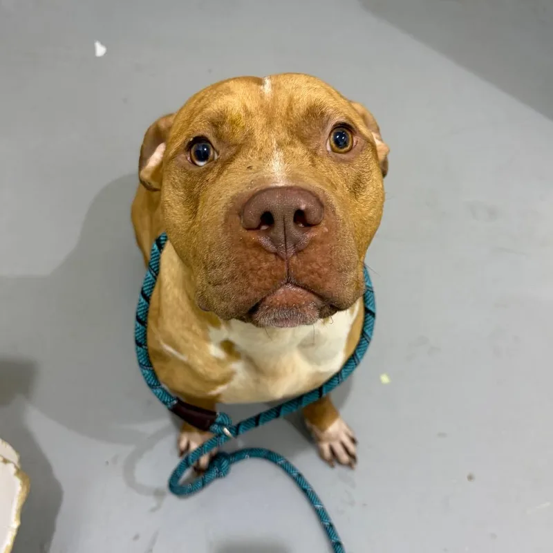 An adult medium-sized male Brown / Chocolate American Staffordshire Terrier dog named Big Lebowski for adoption in Binghamton, NY