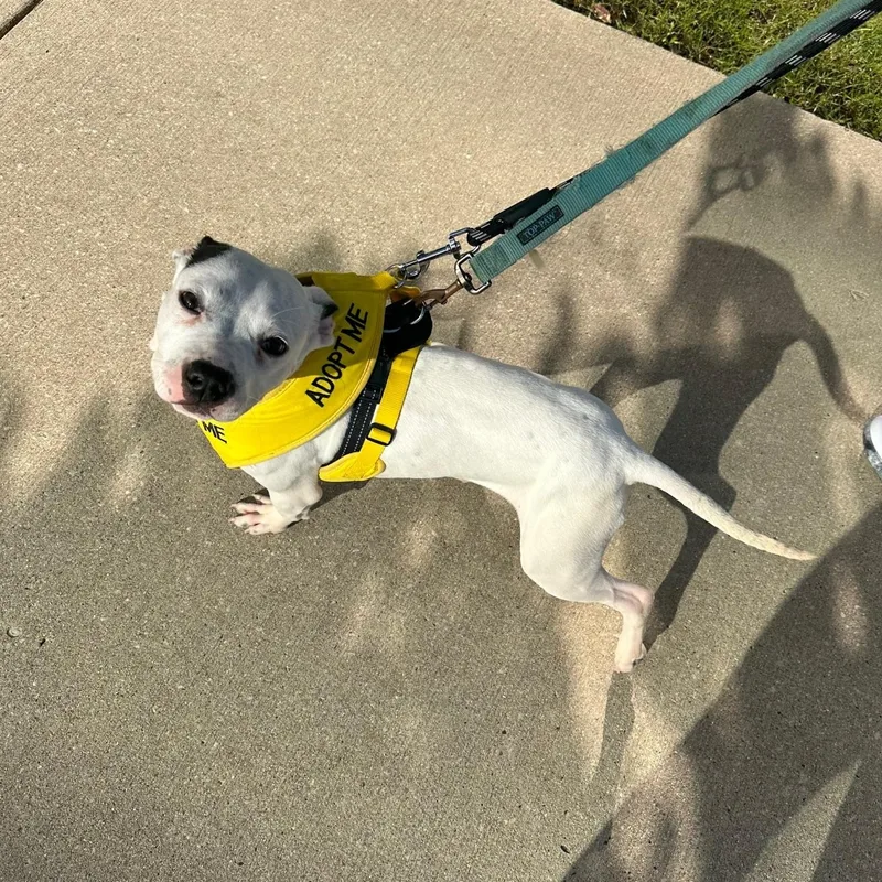 Mood Ring thumbnail 6