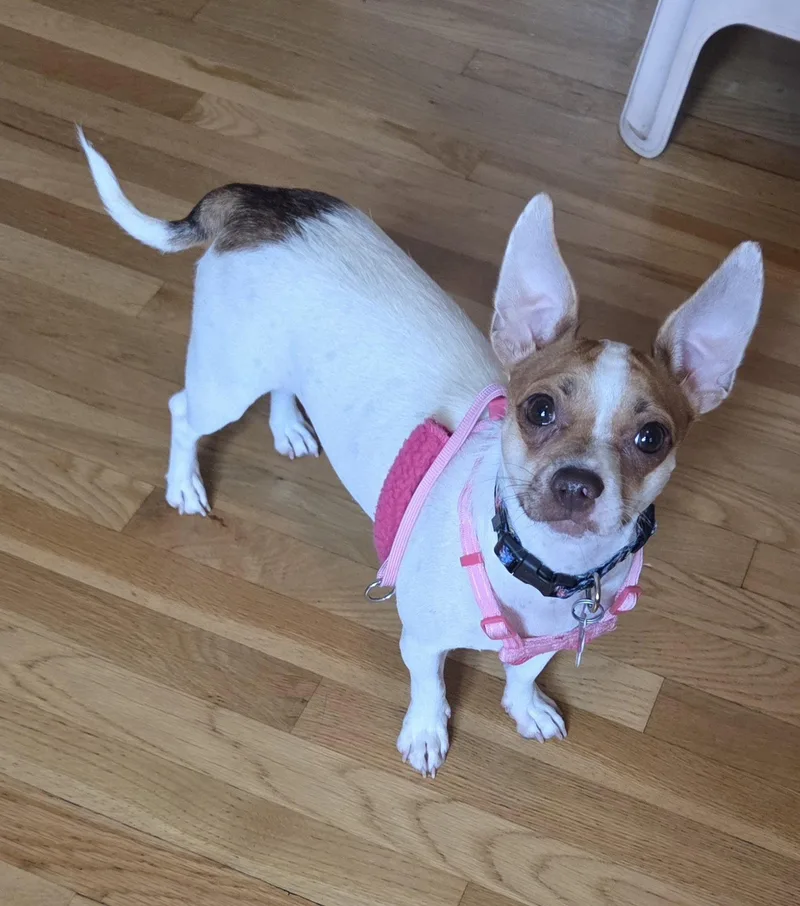 A young small-sized female Chihuahua dog named Ruby Collins for adoption in Saunderstown, RI