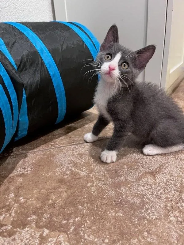 A baby small-sized male Domestic Short Hair cat named Benson for adoption in Bonsall, CA