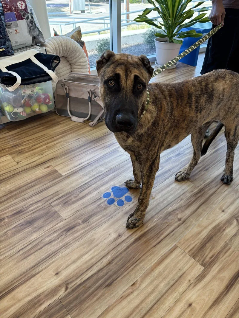 An adult large-sized male Mixed Breed dog named Rome for adoption in Richardson, TX