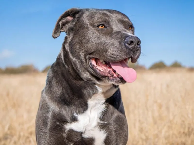 An adult large-sized male Mixed Breed dog named Shaq for adoption in Santa Fe, NM