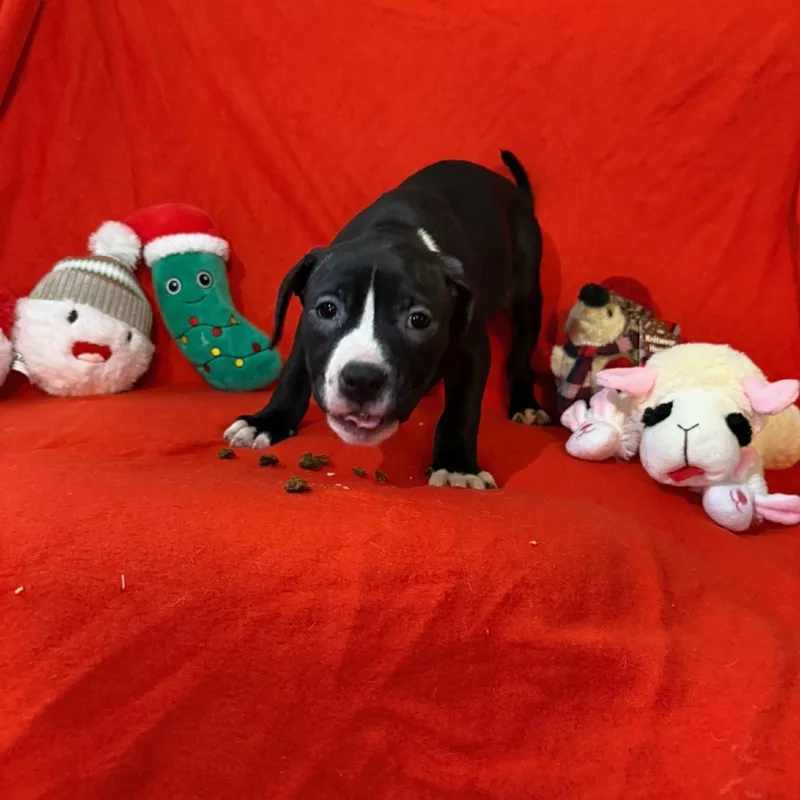 Confetti thumbnail 2