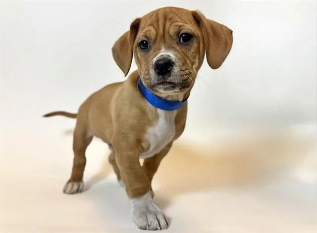 A baby small-sized male Pit Bull Terrier dog named Papa Bear for adoption in Saint Louis, MO