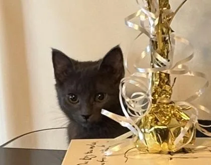 A baby small-sized female Domestic Short Hair cat named Dorothy for adoption in Traverse City, MI