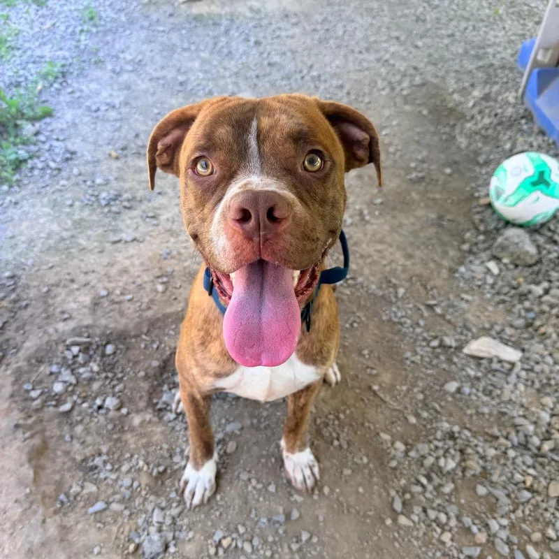 A young medium-sized male Brindle Boxer dog named Jim for adoption in Fairmont, WV